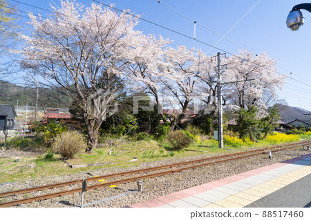 Sakura seen from the platform of Higashi-Katsura Station (Fujisanroku Electric Railway) 88517460
