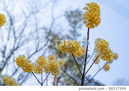 三俁（鶴阿爾卑斯山的三俁殖民地） 88517509