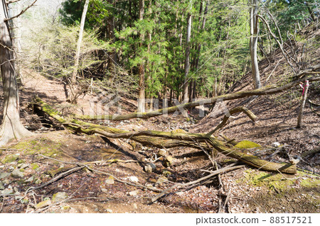 長滿苔蘚的倒下的樹（鶴阿爾卑斯山） 88517521