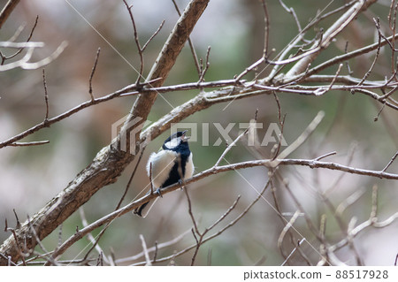 Great tit 88517928