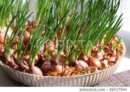 Green young onion at home 88517944