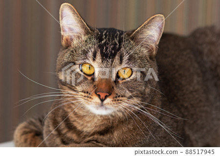 Portrait of cat looking at camera 88517945