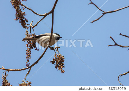 Willow tit 88518059