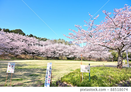 Cherry blossom trees in full bloom at Sun Amenity Kitamoto Camp Field in spring in Kitamoto City, Saitama Prefecture Cherry blossom trees in full bloom at Sun Amenity Kitamoto Camp Field in spring in Kitamoto City, Saitama Prefecture 88518074