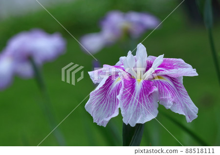 Bloom gracefully as a rose 88518111