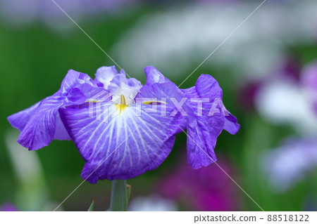 像玫瑰一樣優雅地綻放 88518122