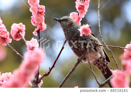 奈良公園 88518181