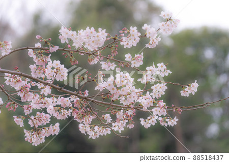 櫻花開始綻放 88518437