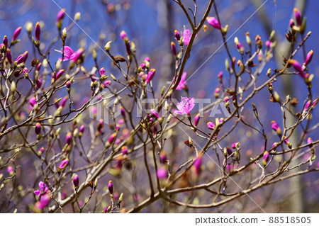 Cute azaleas that have begun to bloom Cute azaleas that have begun to bloom 88518505