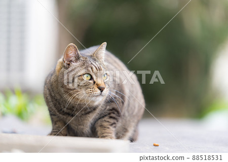 毛孩 貓 貓咪 88518531