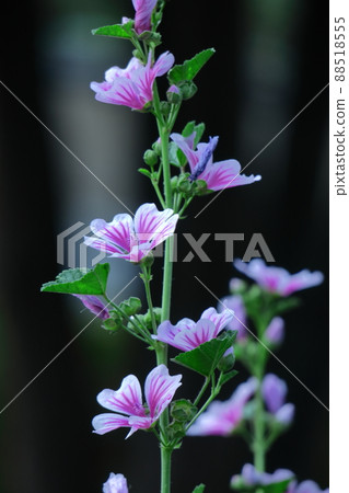 Noble and dignified flowers Noble and dignified flowers 88518555