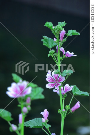 Noble and dignified flowers Noble and dignified flowers 88518558