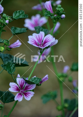 Noble and dignified flowers Noble and dignified flowers 88518560