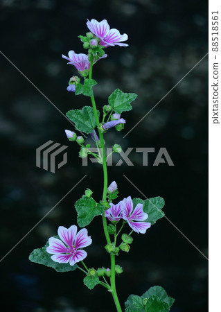 高貴端莊的花朵 88518561