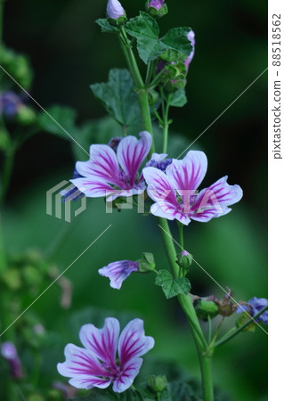 高貴端莊的花朵 88518562