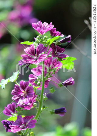 Noble and dignified flowers Noble and dignified flowers 88518628