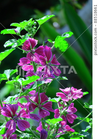 高貴端莊的花朵 88518661