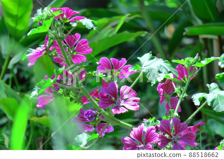 Noble and dignified flowers Noble and dignified flowers 88518662