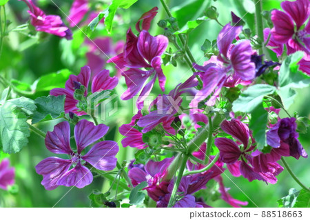Noble and dignified flowers Noble and dignified flowers 88518663