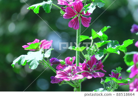 Noble and dignified flowers Noble and dignified flowers 88518664