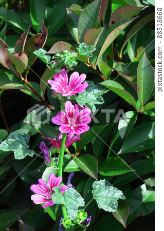 高貴端莊的花朵 88518668