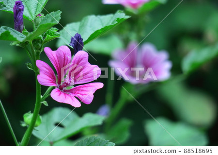 Noble and dignified flowers Noble and dignified flowers 88518695