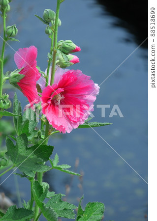 Noble and dignified flowers Noble and dignified flowers 88518699