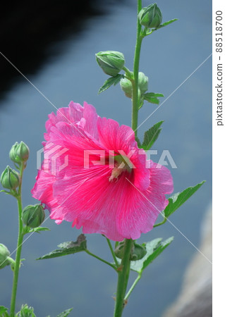 高貴端莊的花朵 高貴端莊的花朵 88518700