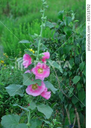 Noble and dignified flowers Noble and dignified flowers 88518702