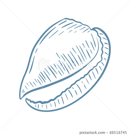 Seashell hand drawn engraving vector illustration 88518745