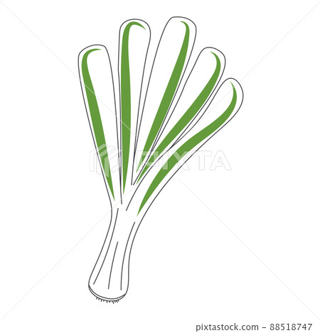 Green onion isolated vector illustration Green onion isolated vector illustration 88518747