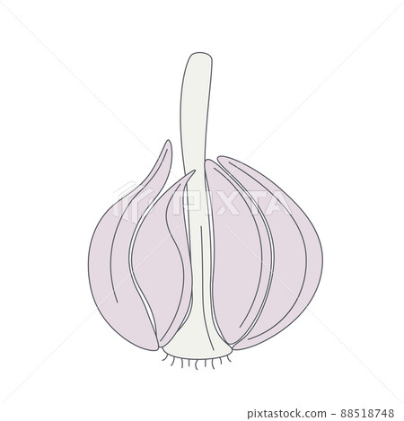 Head garlic isolated vector illustration Head garlic isolated vector illustration 88518748