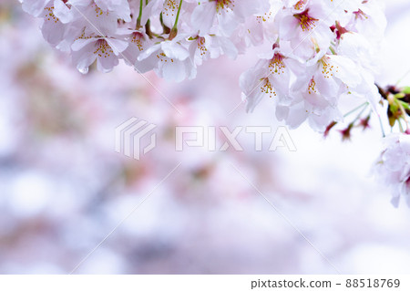 櫻花在雨中 88518769