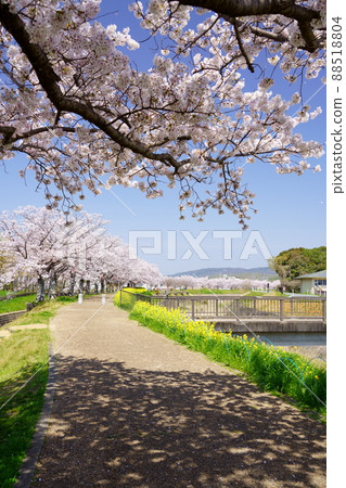 櫻花樹成排的木津川市 櫻花樹成排的木津川市 88518804