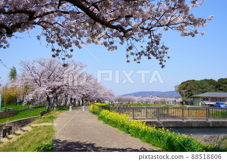 櫻花樹成排的木津川市 櫻花樹成排的木津川市 88518806