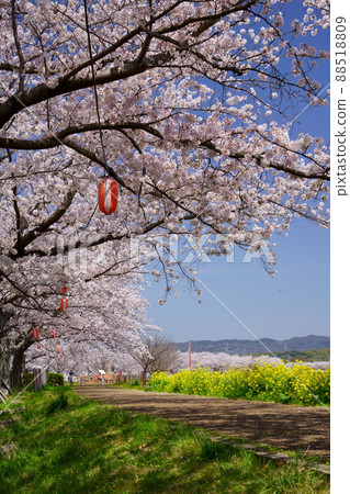櫻花樹成排的木津川市 88518809
