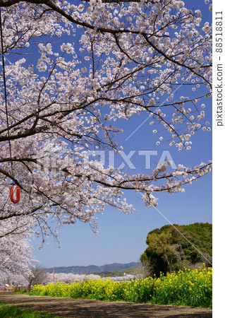 Kizugawa City with rows of cherry blossom trees 88518811