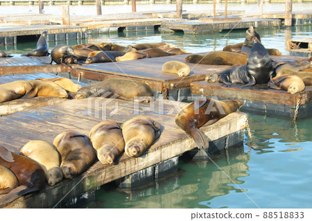 San Francisco Pier 39 Seals 88518833