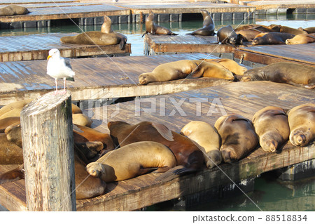 San Francisco Pier 39 Seals 88518834