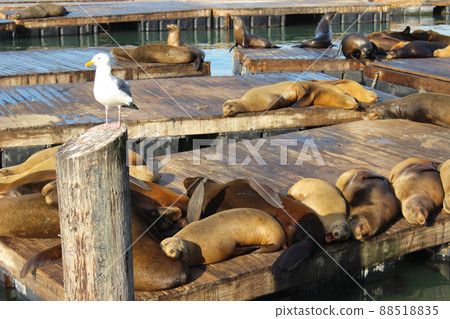 San Francisco Pier 39 Seals San Francisco Pier 39 Seals 88518835