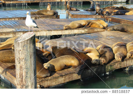 San Francisco Pier 39 Seals 88518837