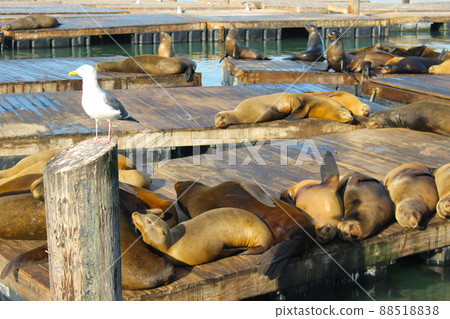 舊金山 39 號碼頭海豹 88518838