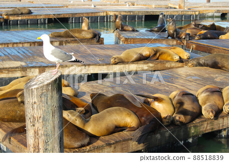 舊金山 39 號碼頭海豹 88518839