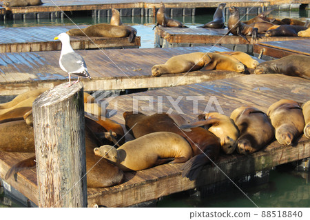 San Francisco Pier 39 Seals 88518840