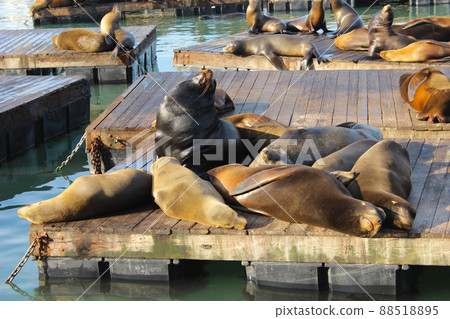 San Francisco Pier 39 Seals 88518895