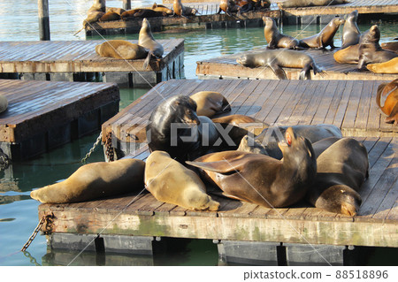 San Francisco Pier 39 Seals 88518896