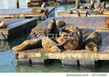 San Francisco Pier 39 Seals San Francisco Pier 39 Seals 88518899
