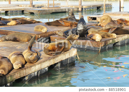 San Francisco Pier 39 Seals 88518901