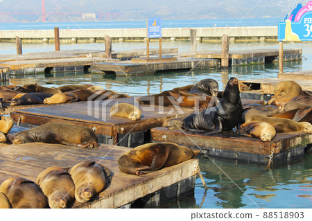 San Francisco Pier 39 Seals 88518903