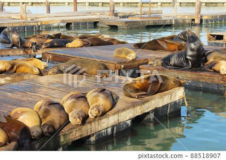 舊金山 39 號碼頭海豹 88518907